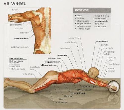 Single Ab Wheel